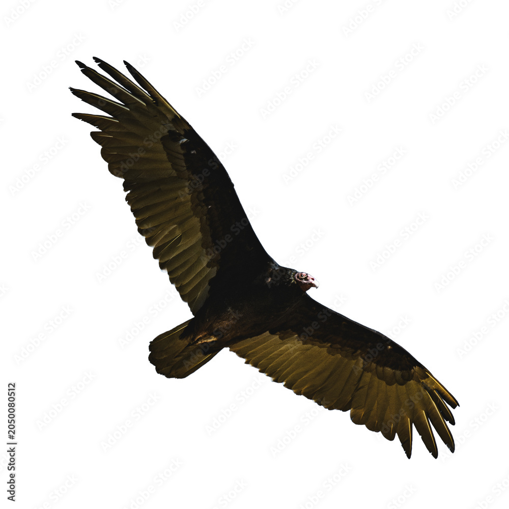 Obraz premium Transparent Turkey Vulture Flying