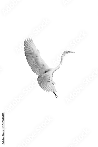 Foto Transparent Heron Flying