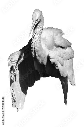 Quadro su tela Transparent Heron