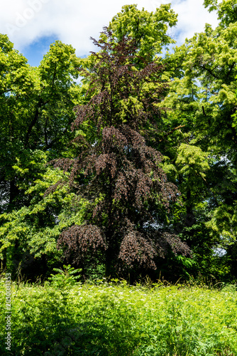 Bilde på lerret Large Solitary Tree at Limburg Monastery Ruins in Bad Dürkheim Surrounded by Lus