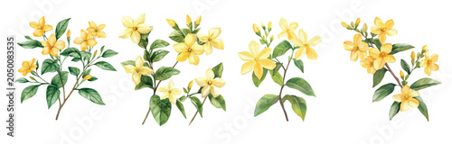 Minimal yet artistic elements for creative designs. hand-drawn paint, Simple Illustration, A beautiful painting of yellow jasmine plant, EPS format, isolated on a white background