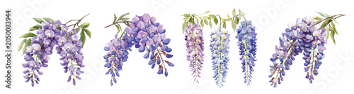 Minimal yet artistic elements for creative designs. hand-drawn paint, Simple Illustration, A beautiful painting of wisteria flower, EPS format, isolated on a white background