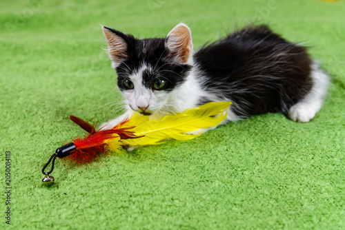 Little black and white kitten playing on a bed