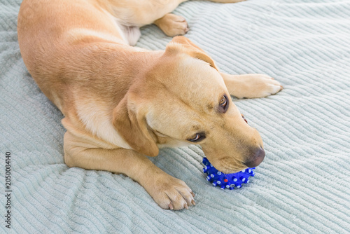 Young purebred labrador retriever dog playing with the ball