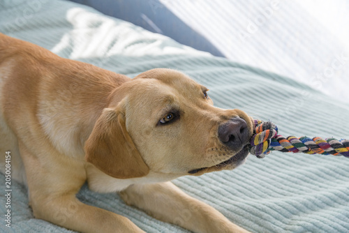Young purebred labrador retriever dog playing with the rope toy