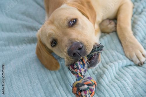Young purebred labrador retriever dog playing with the rope toy
