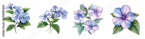 Minimal yet artistic elements for creative designs. hand-drawn paint, Simple Illustration, A beautiful painting of vinca flower, EPS format, isolated on a white background