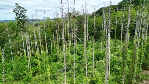 Dead Trees in Damaged Forest Landscape Affected by Climate Change