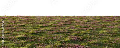 Clover meadow terrain isolated on transparent background. 3D rendering.