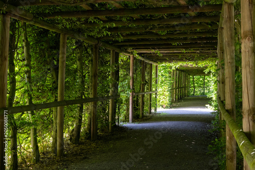 Принти на полотні A hedge shaped into a passageway in the park of Belvedere Palace in Weimar, Thuringia