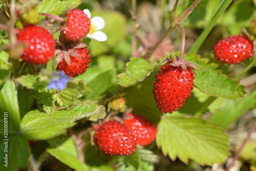 Konstfotografi Juicy, ripe red wild strawberries next to blossoms in the grass