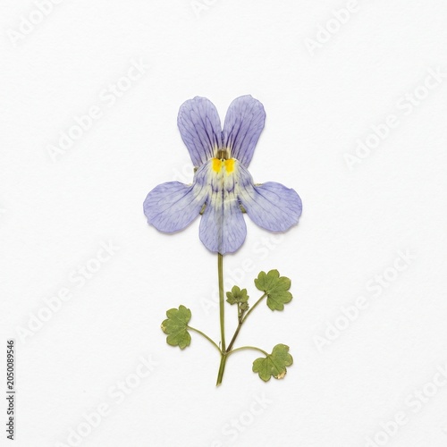 Pressed Cymbalaria muralis flower on a white background