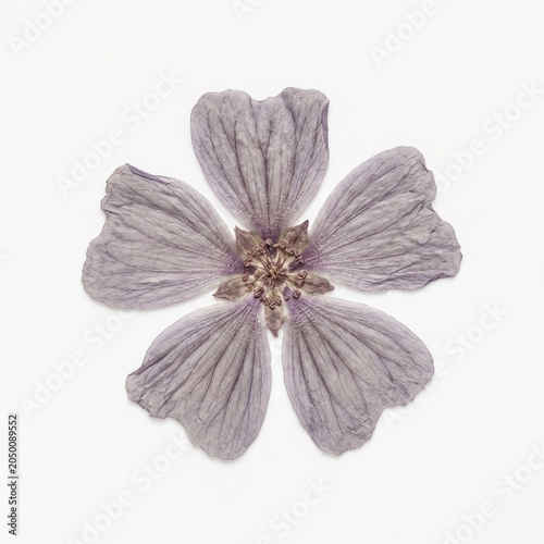 Dried pressed mallow flower on a white background