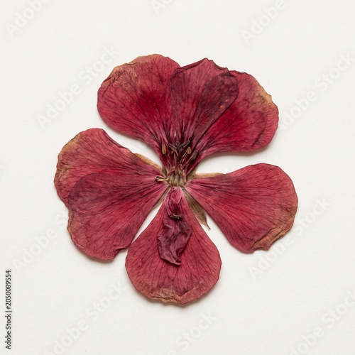 Dried pressed geranium flower on a white background