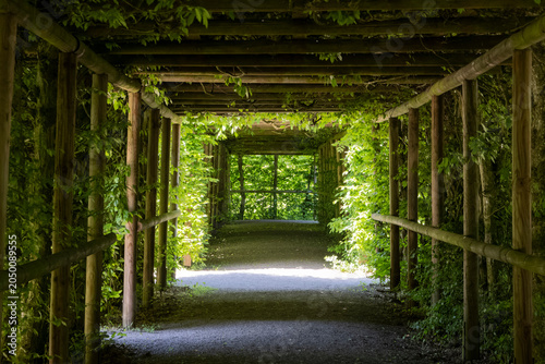 Canvastavla A hedge shaped into a passageway in the park of Belvedere Palace in Weimar, Thuringia