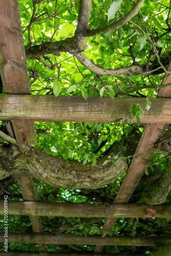 фотографія A hedge shaped into a passageway in the park of Belvedere Palace in Weimar, Thuringia