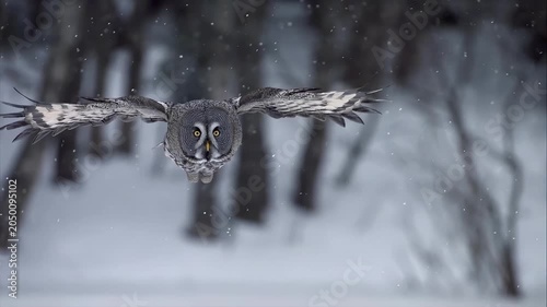 Majestic great grey owl in flight during a snowy winter forest scene