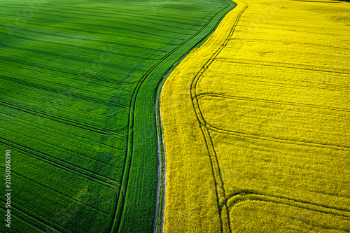 Half yellow and green field in countryside at spring.