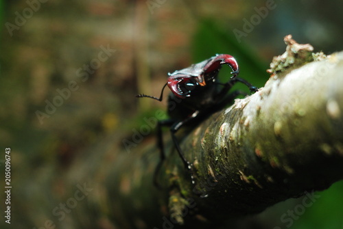 Obraz na plátně Stag beetle