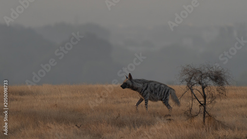 Striped hyena adult portrait in an Indian grassland at sunrise, with a misty and mysterious background