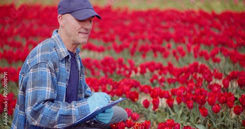 Farmer inspecting blooming tulips in a field