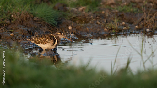 Foto Greater painted-snipe adult male portrait searching for a female in a wetland