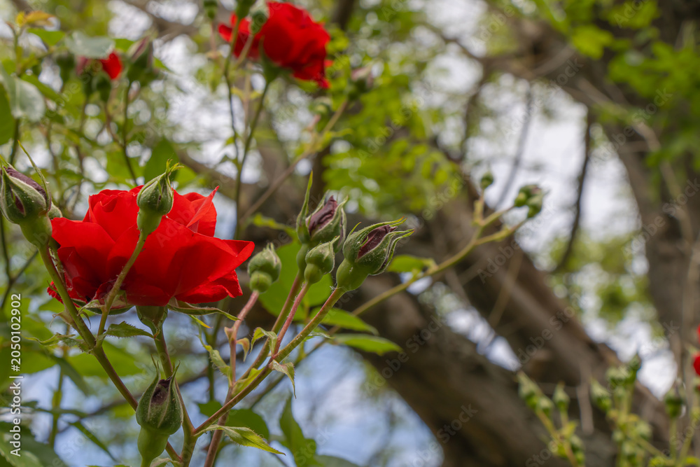 Obraz premium Red rose blossoms and unopened buds growing on garden shrub with natural bokeh and spring foliage