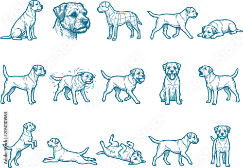 Collection of border terrier dog sketches showing various poses and actions in blue lines