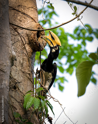 Male Oriental Pied Hornbill brought a small fruit for the breeding female.