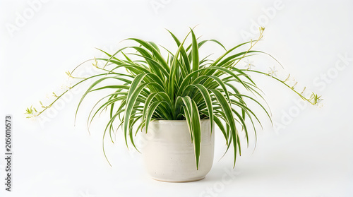 Green spider plant houseplant growing in a white pot isolated on white background