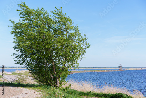 Scenic view of Lake Liepaja with a green tree and wooden bird-watching tower, Latvia