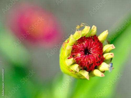 The rad and yellow zinnia bud macro shot