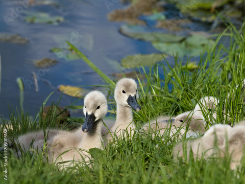swanlings in grass