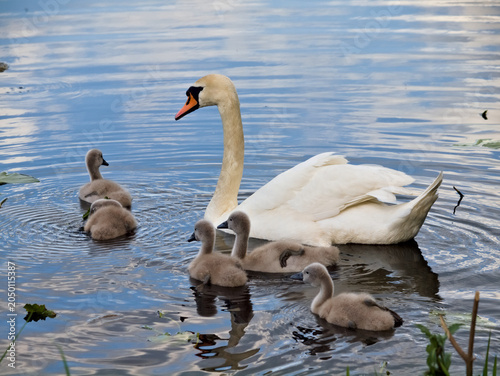 swan and cygnets