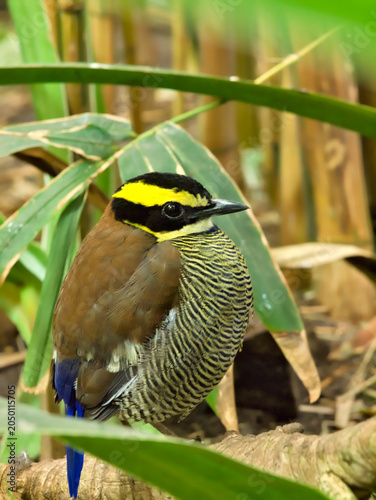 bornean banded pitta
