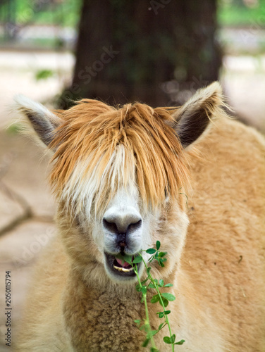 alpaca eating