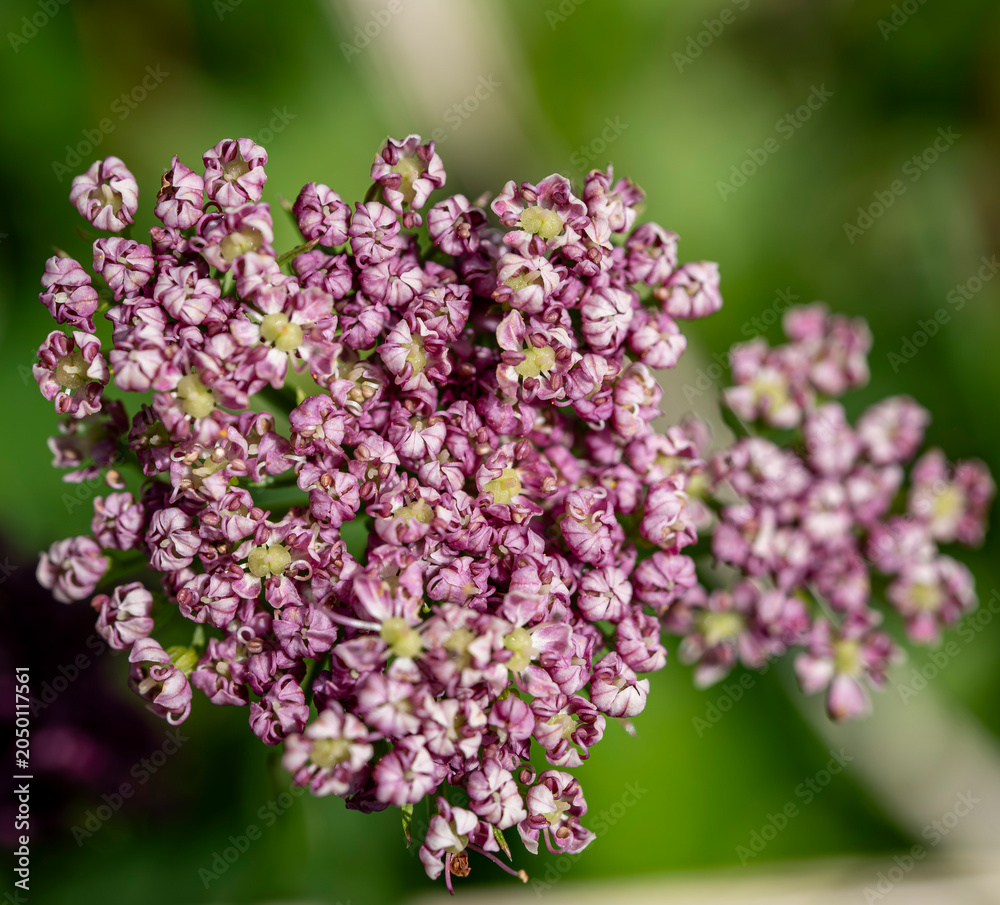 Obraz premium Pimpinella major Flower Close-Up in Alpine Meadow, Close-up of flowering Pimpinella major (Greater Burnet Saxifrage) growing in an alpine meadow. The delicate pinkish-white umbel flowers are captured