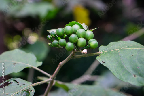Raw green turkey berries growing on a branch in a garden.