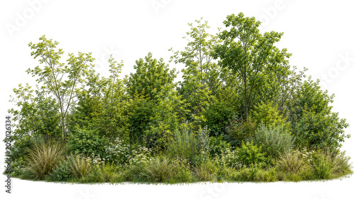 Natural garden border with wild bushes and tall grass on transparent background for landscape architecture design projects.