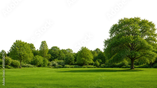 Expansive green park with large trees and lush grass under bright sky, tranquil outdoor setting.
