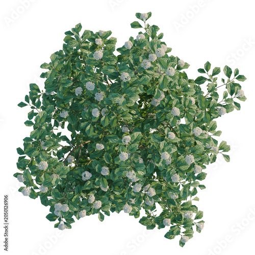 фотографія Viburnum dentatum tree plan, top view, cutout, transparent background, isolate,
