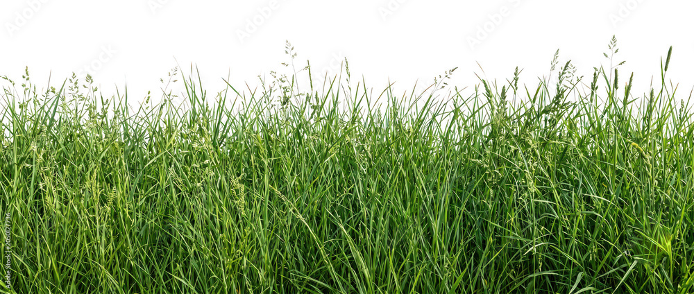 Obraz premium Tall green grass field, dense vegetation, natural background with soft focus.