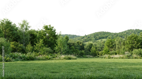 lush green forest with trees and meadow under a clear sky, transparent background.
