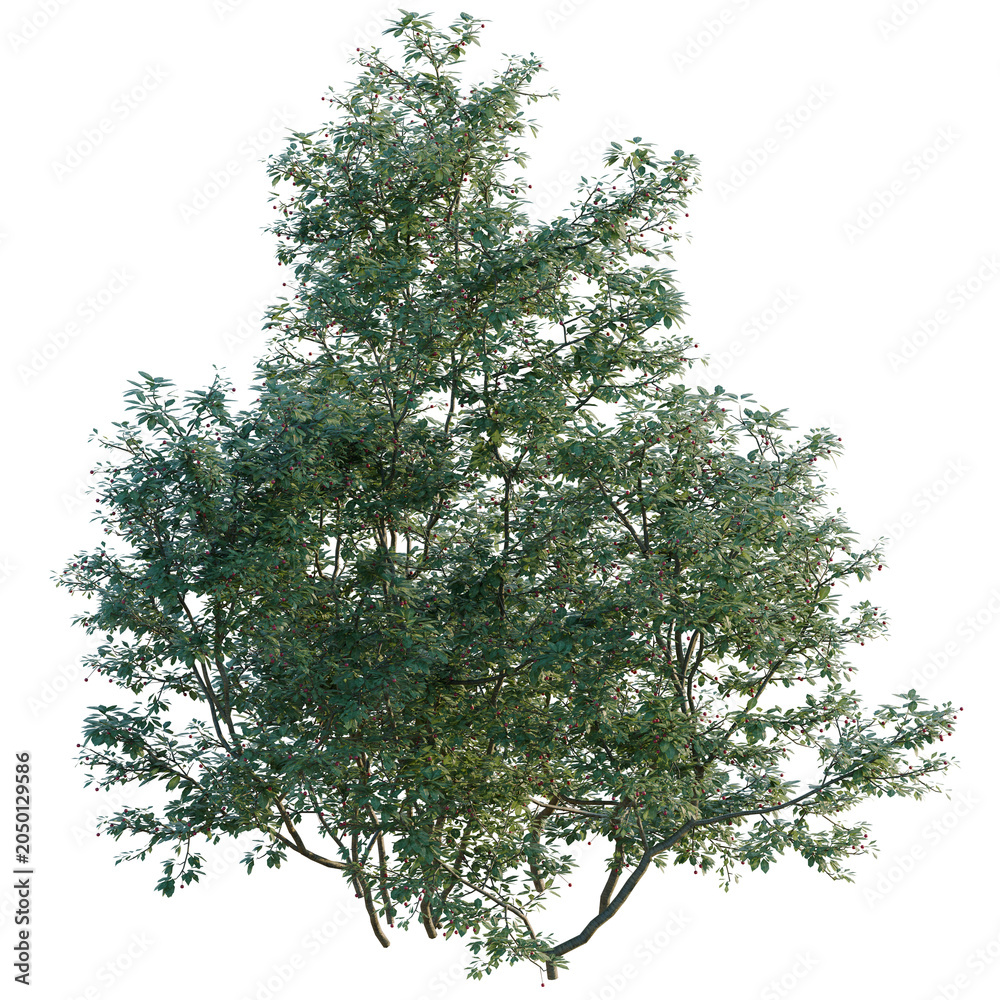 Obraz premium Ilex mucronata tree, elevation, front view, cutout, transparent background, isolate, Detailed 3D Render of a Lush Green Tree with Red Berries on Transparent Background
