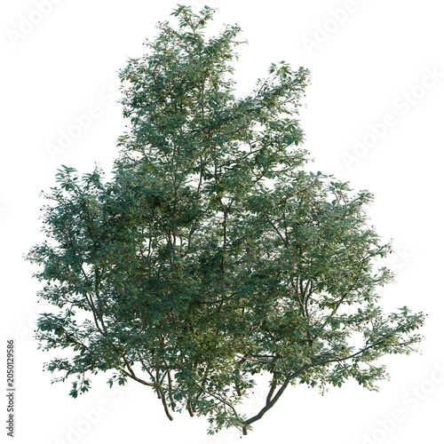 Ilex mucronata tree, elevation, front view, cutout, transparent background, isolate, Detailed 3D Render of a Lush Green Tree with Red Berries on Transparent Background