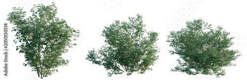 Obraz na plátně Viburnum dentatum tree, elevation, front view, cutout, transparent background, i