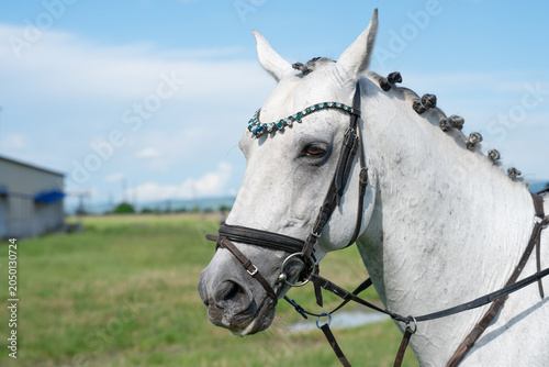 Fotografía Elegant white stallion with a braided mane against a blurred green field and sky