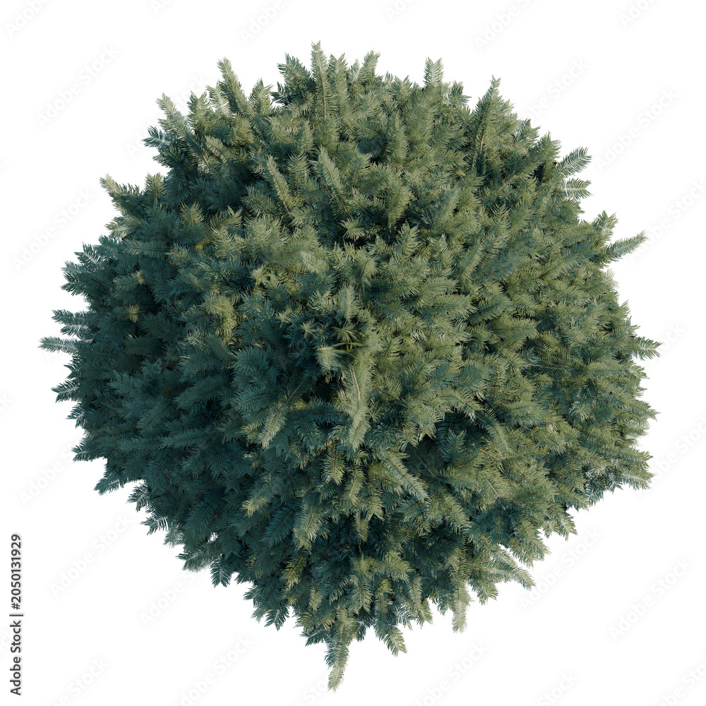 Obraz premium Abies concolor tree plan, top view, cutout, transparent background, isolate, Detailed Green Shrub Tree - Ideal for Landscape Design and Realistic Visualizations