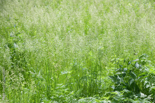 Fotografía green grass with inflorescence and pale swallowwort (bottom right)