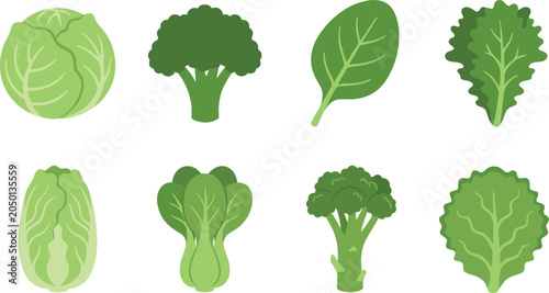Fotografie Leafy green vegetable illustration with cabbage, broccoli, spinach, kale, bok ch